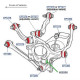 Pedders Pedders EP7282 Urethane Rear Lateral Toe Arm Bush (4 PKT) | race-shop.sk